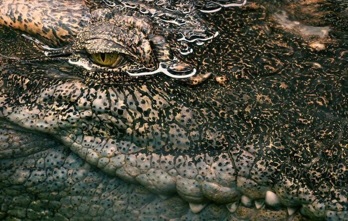 42. Сиамский крокодил