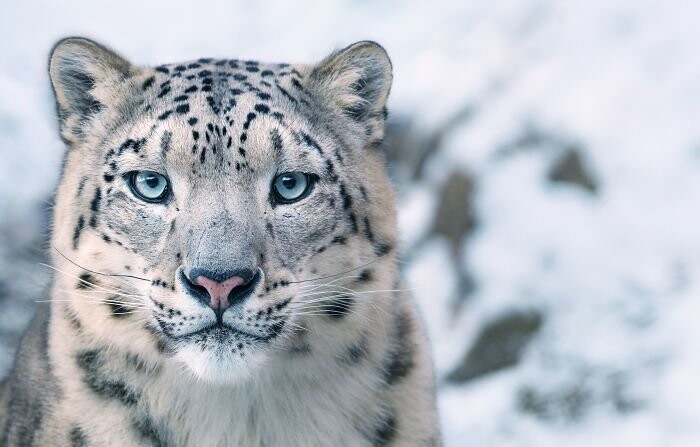 8. Снежный леопард