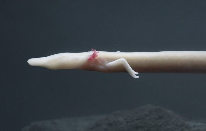 41. Европейская слепая пещерная саламандра (протей)