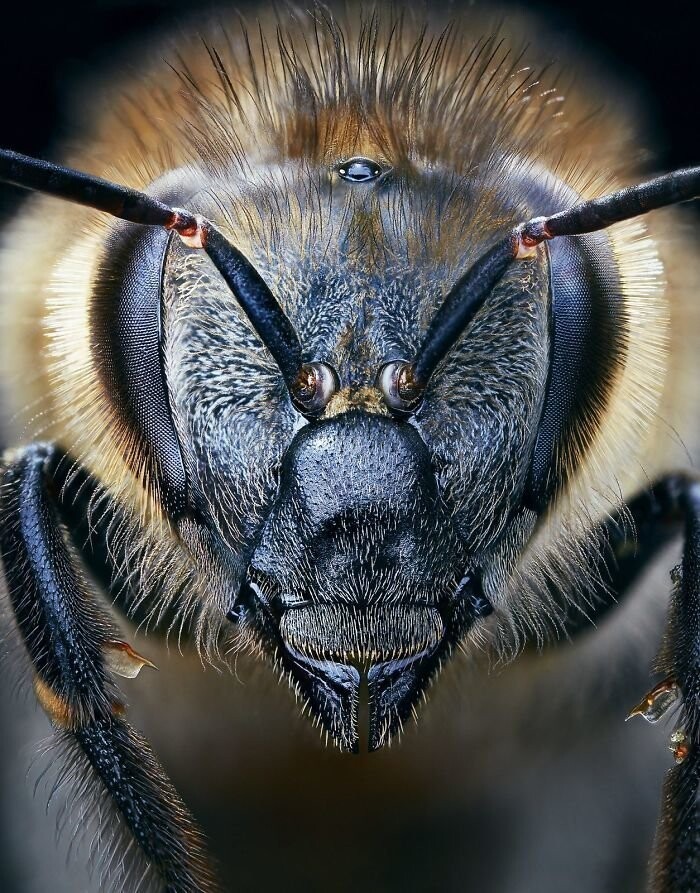 25. Европейская медоносная пчела