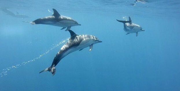 Полосатые дельфины порадовали туристов песней