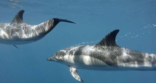 Полосатые дельфины порадовали туристов песней