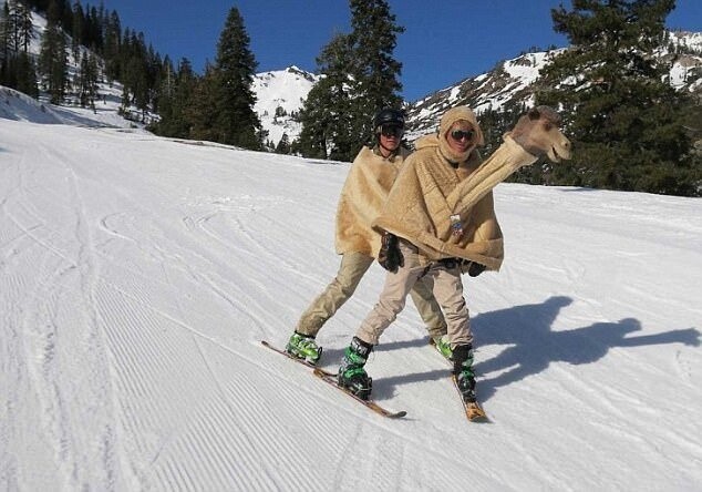 Снежный верблюд