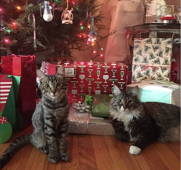 Новогодние коты от Тиано за 01 января 2018