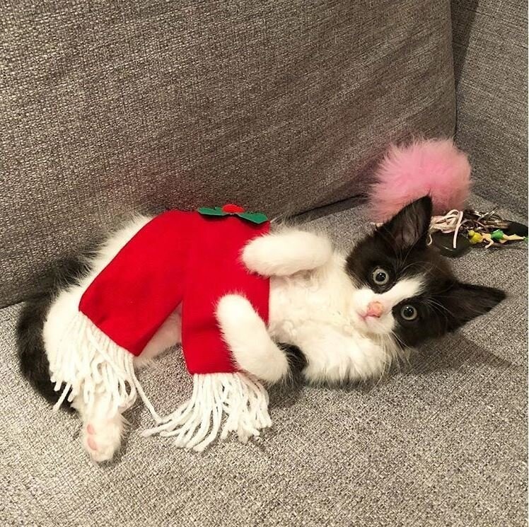 Новогодние коты от Тиано за 01 января 2018
