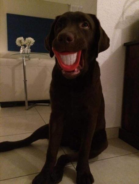 Собака-улыбака