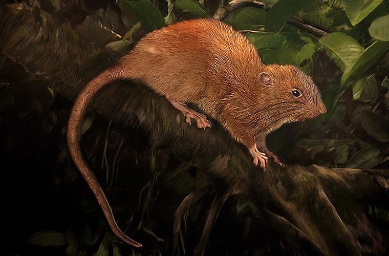 Древесная крыса, Соломоновы острова