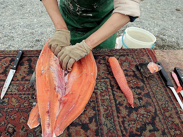 Рыбалка в Анадыре: лосось уходит на корм чайкам