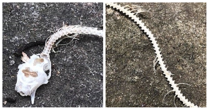 В Голубых горах Нового Южного Уэльса австралиец нашел скелет змеи, лишенный плоти