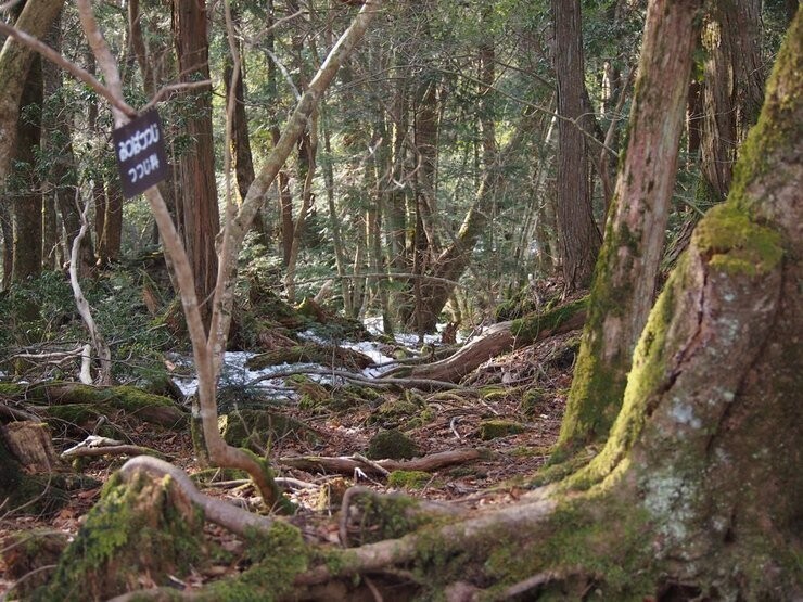 Лес Аокигахара, Япония