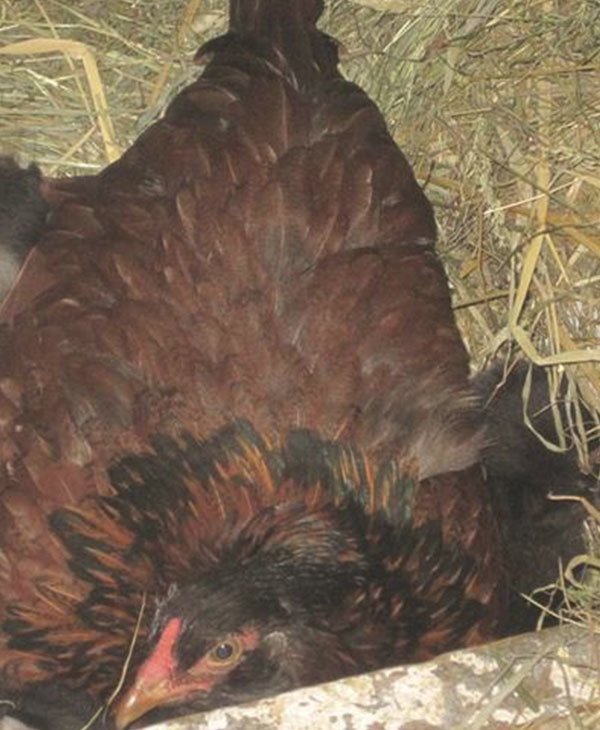 Эта дружелюбная курица вдруг стала прятаться… Заглянув в гнездо, фермер был сражен наповал!