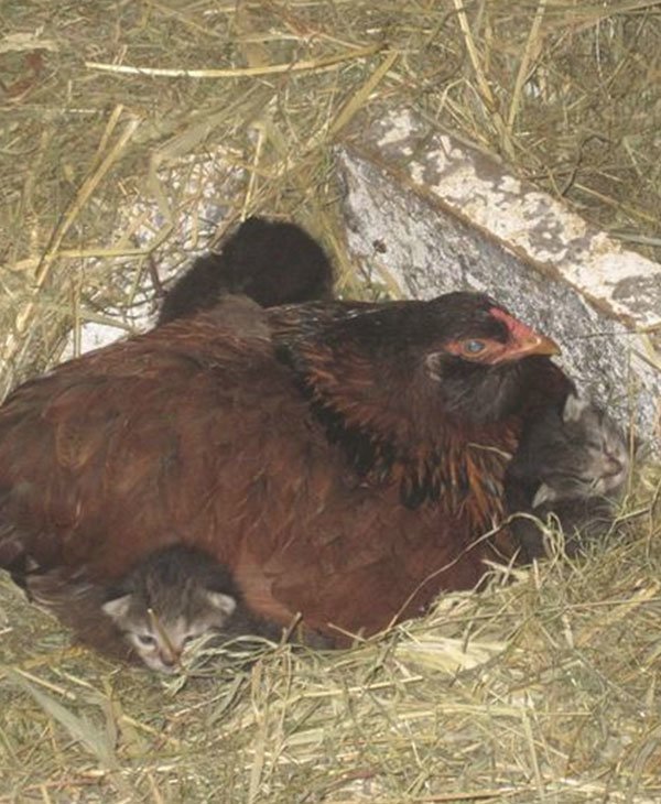 Эта дружелюбная курица вдруг стала прятаться… Заглянув в гнездо, фермер был сражен наповал!
