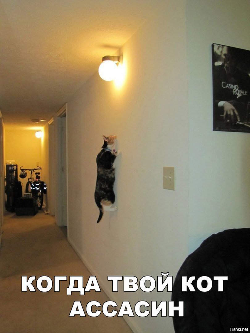 Кот ассасин