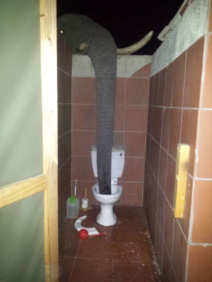 Что делает этот слон в туалете?