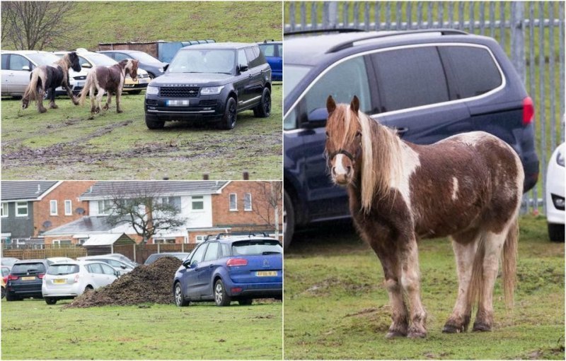 Автомобильная парковка с лошадьми в Британии