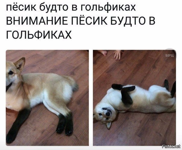 Пёсик в гольфиках