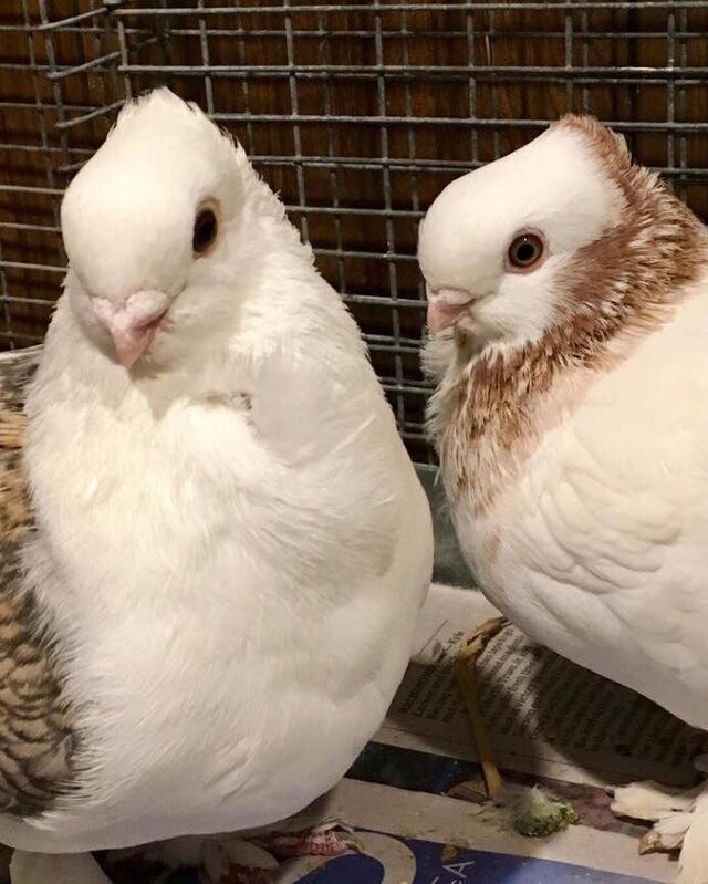 Необыкновенная история о паре сатиновых голубей: как бедная Джульетта ждала ромео…и чудом его обрела