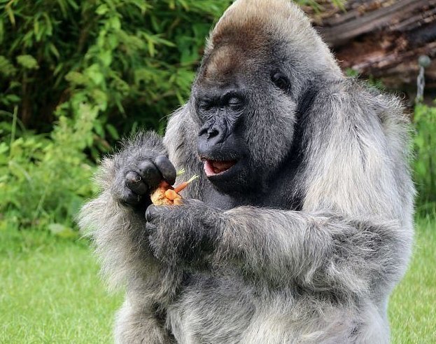 Одна из старейших горилл в мире умерла в своей постели в собственном особняке