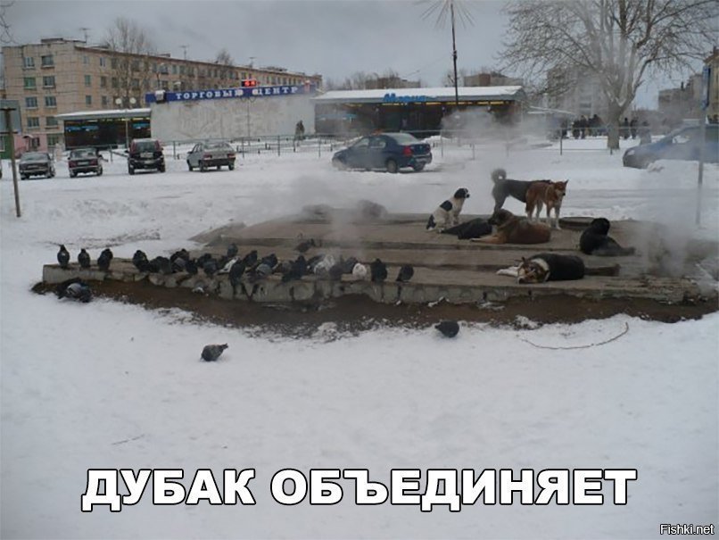 Дубак объединяет