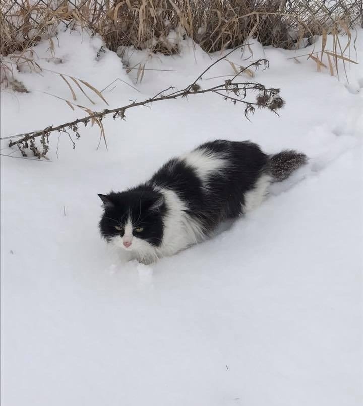 “ОНА словно окаменела!” одинокая кошка замерзала на дороге в суровый мороз