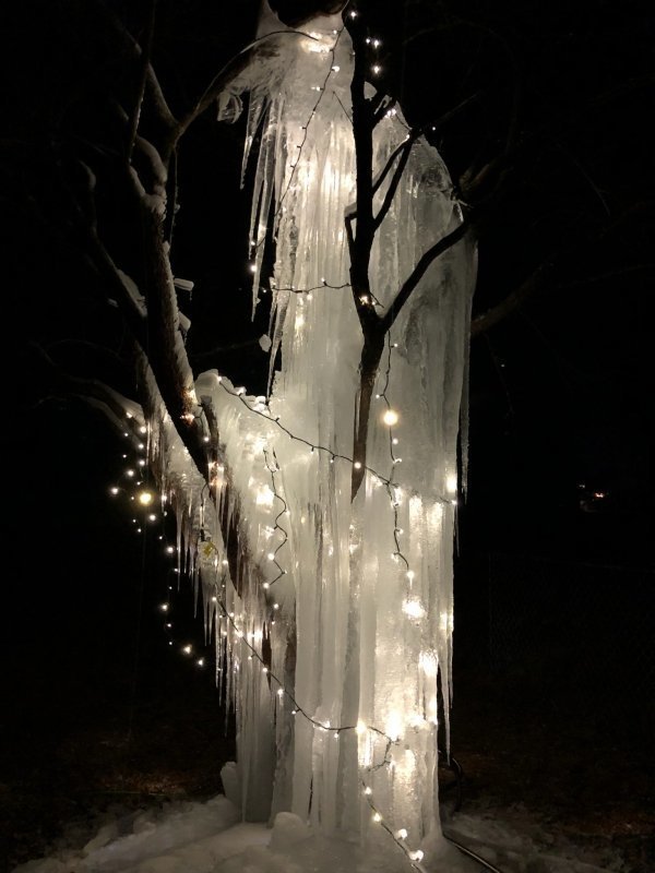 Дерево в ледяном одеянии