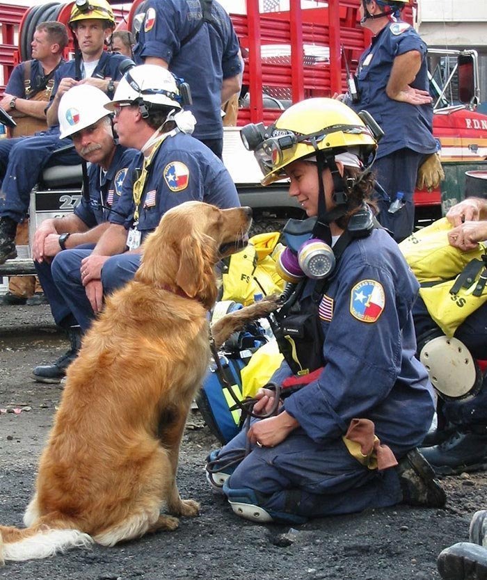 Бретань была последней служебной собакой из поисково-спасательного отряда, работающего во время трагедии 11 сентября. Ей было 2 года во время спасения людей 11 сентября, она дожила до 16 лет