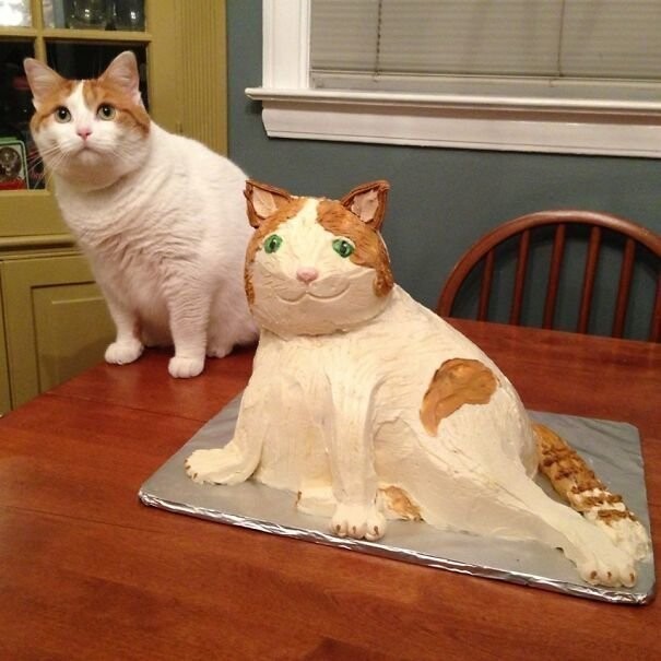 Хорошо, что котам все равно, какой торт вы испекли