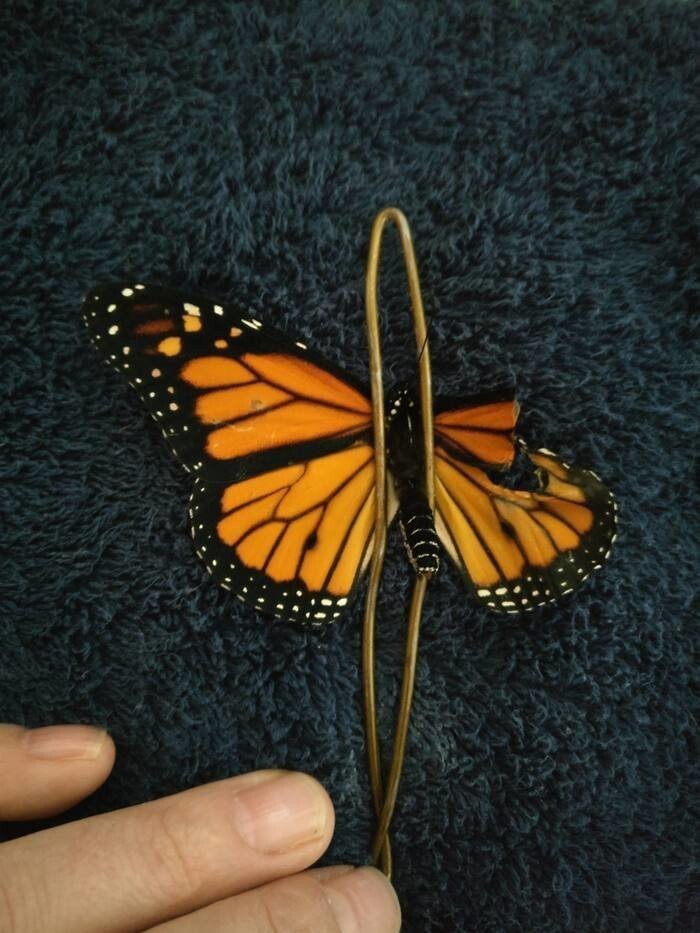 Трансплантация крыла бабочки Монарха