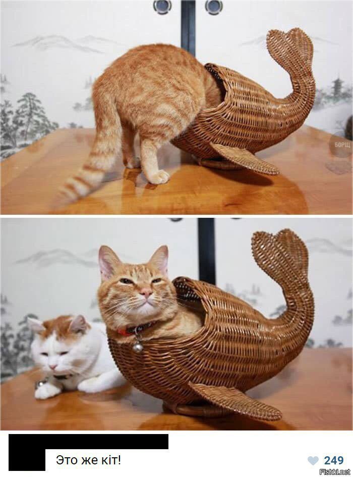 Кит