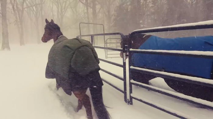 Хозяин выпустил лошадей погулять в снегопад, и их реакция рассмешила интернет