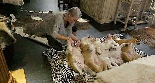 Хозяйка 18 собак делает своим бульдогам маникюр