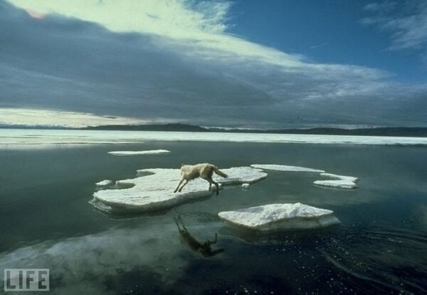 Прыжок одинокого волка (A Wolf’s Lonely Leap). Photo by Jim Brandenburg, 1986 г.