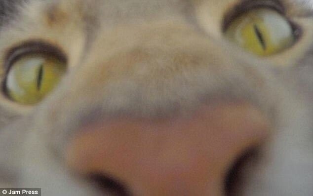 Котохакеры. Фото котов с вебкамер ноутбуков