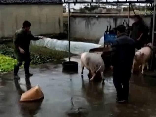 В Китае свинья накинулась на мясников, чтобы спасти соплеменницу