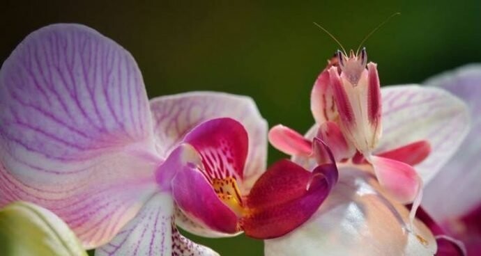 3. Богомол-орхидея