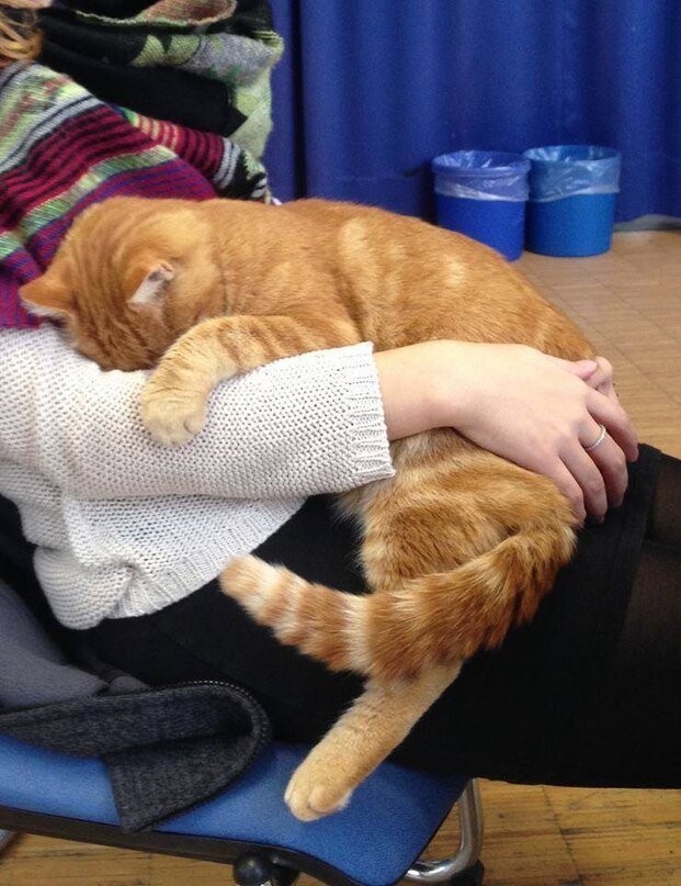 Котик приходит в универ каждый день спасать студентов обнимашками
