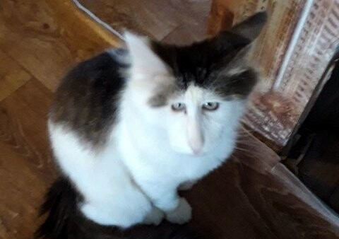 На Avito продавали отфотошопленного кота под видом «редкого трансильванского мейн-куна»