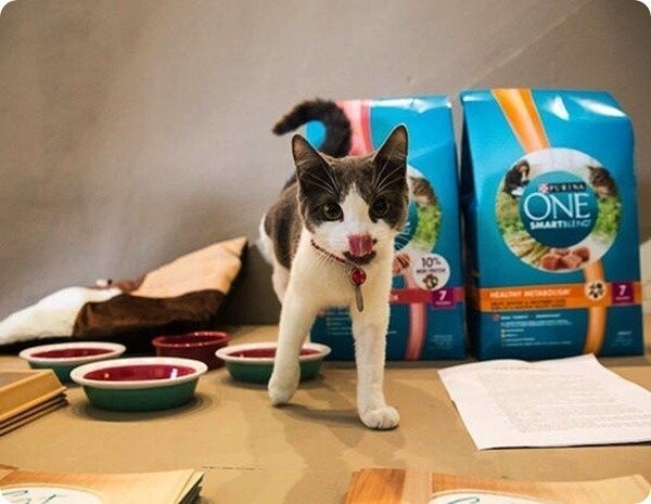 В США открылось экспериментальное кошачье кафе