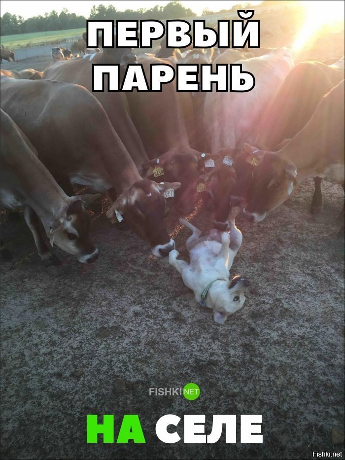 Первый парень на селе