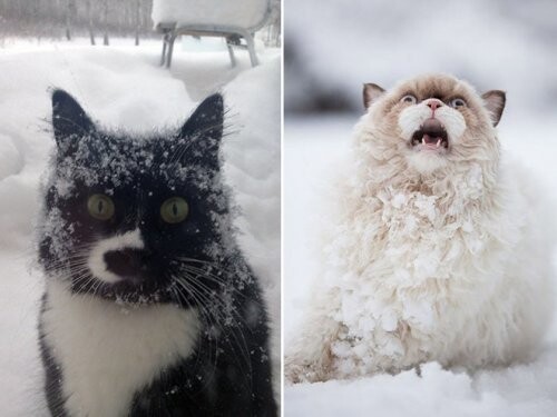 Кошки,которые не любят снег