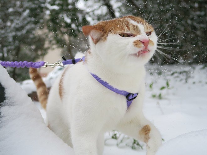 Кошки,которые не любят снег