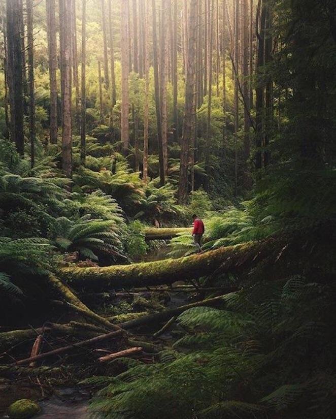 Прогулка в лесу
