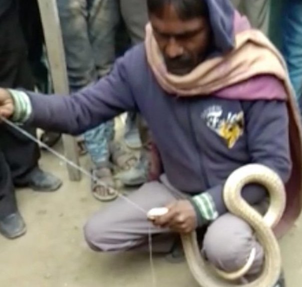 Индиец скончался от укуса кобры, которой попытался зашить пасть