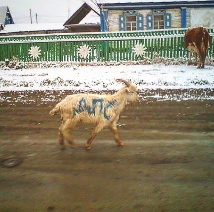 Где козлы это не всегда они самые, а ослы требуют особой мойки?