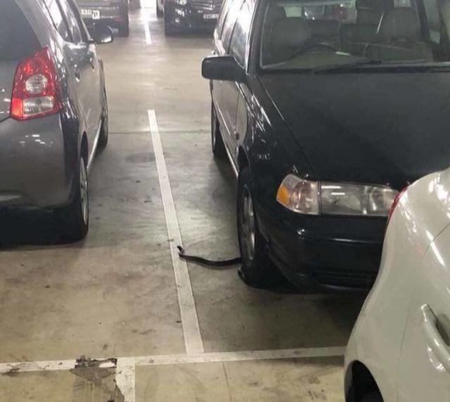 Змея на парковке