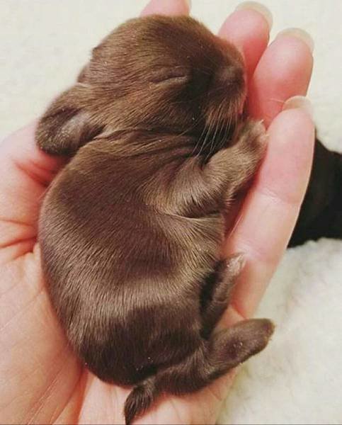 Спящий кролик
