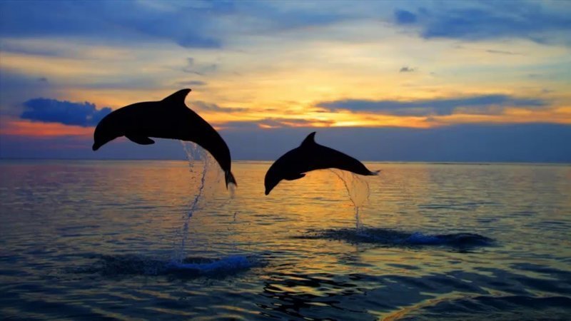 Дельфиновая релаксационная музыка 