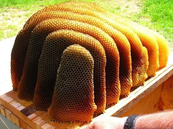 Пчелы - гениальные архитекторы!