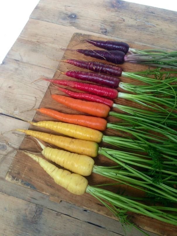 Цветовая гамма моркови