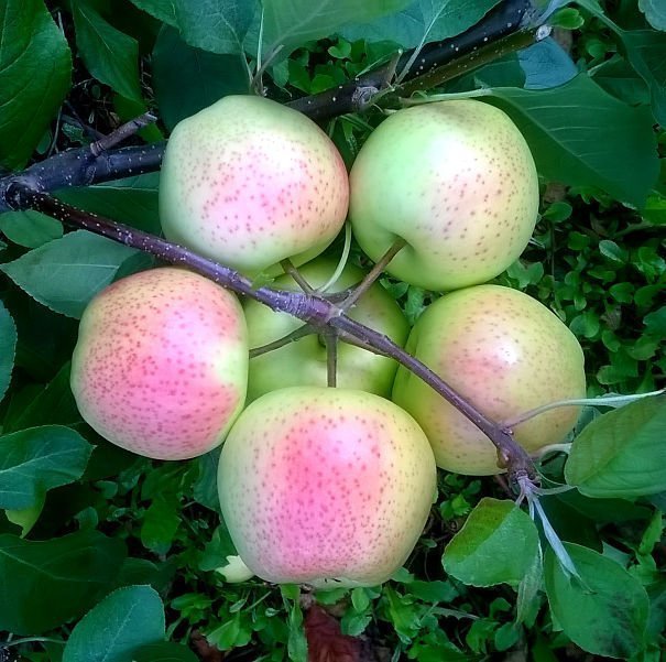 Идеальное семейство яблок